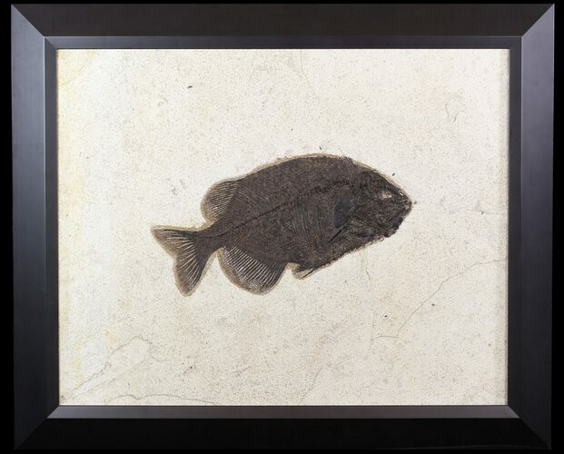 Phareodus Fossil Fish From Wyoming - Elegantly Framed #51334